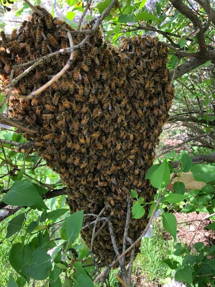 Progressive Beekeepers Association of Ghana