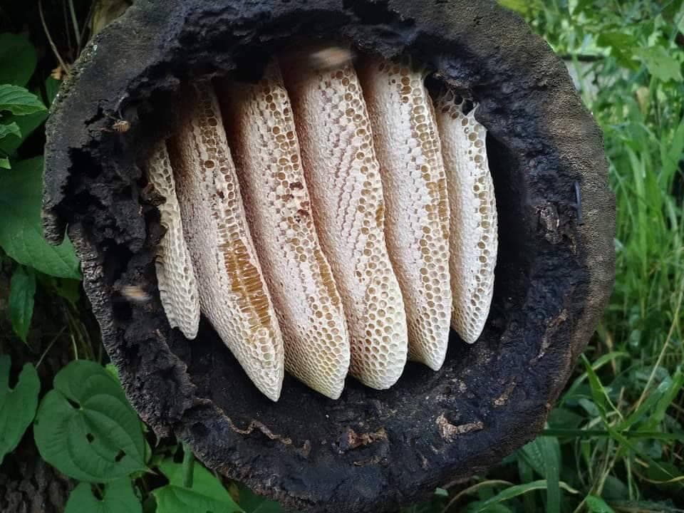 Tropical Eco-harvest Limited