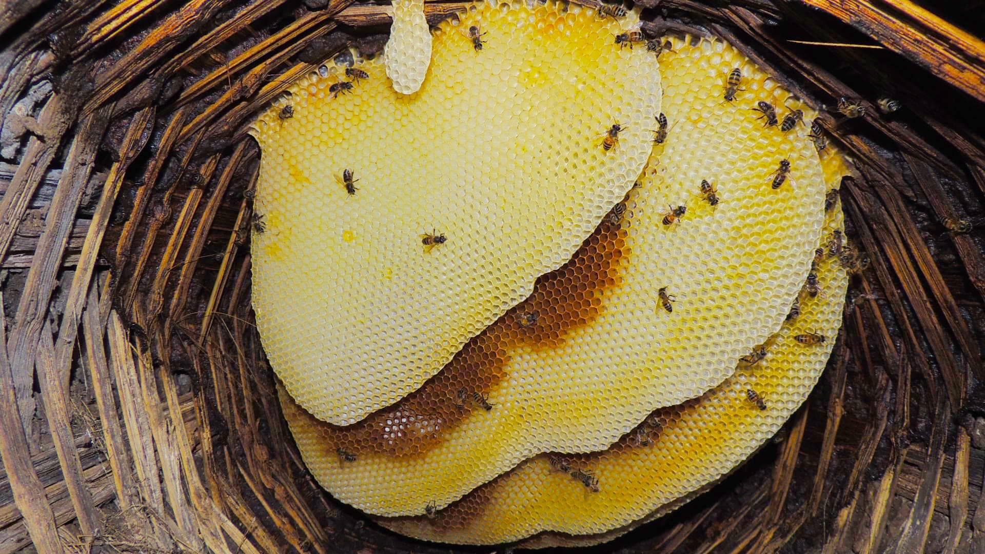 Nectar2Honey Solutions - Beekeeping Excellence