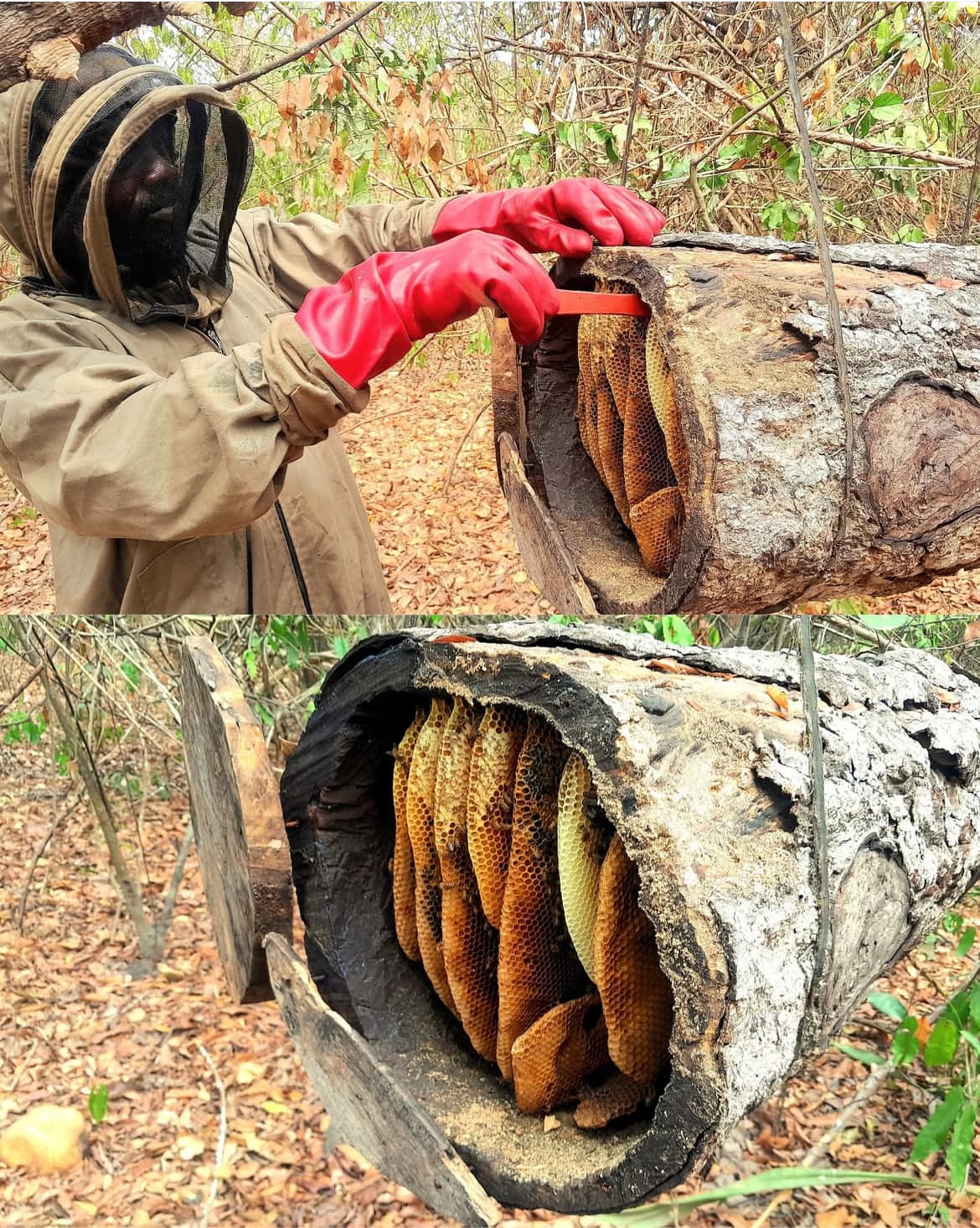 Beekeeping professionals at work