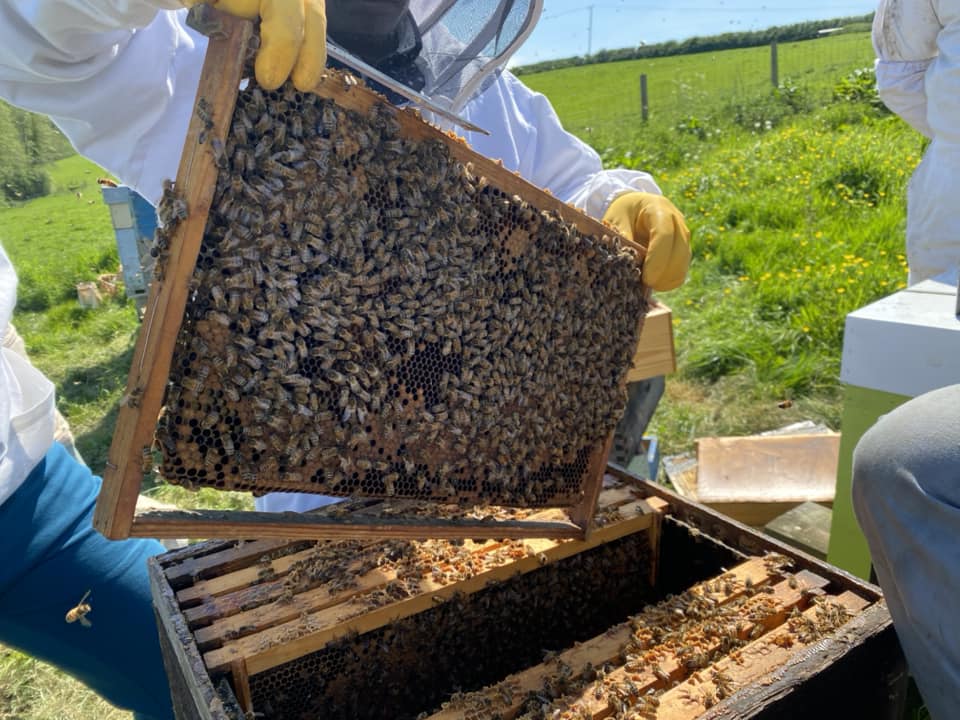 Honey production